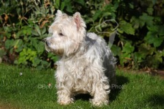 Terrier - West Highland White