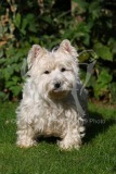 Terrier - West Highland White