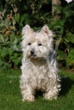 Terrier - West Highland White