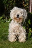 Terrier - West Highland White