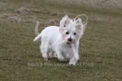 Terrier - West Highland White