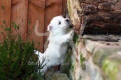 Terrier - West Highland White