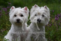 Terrier - West Highland White