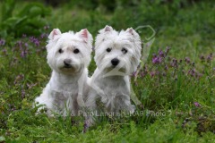 Terrier - West Highland White