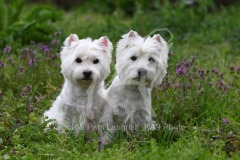 Terrier - West Highland White