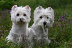 Terrier - West Highland White