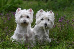 Terrier - West Highland White