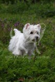 Terrier - West Highland White