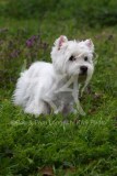 Terrier - West Highland White