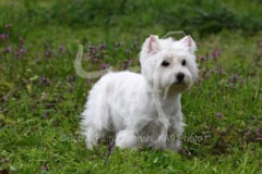 Terrier - West Highland White