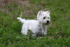 Terrier - West Highland White