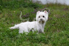 Terrier - West Highland White