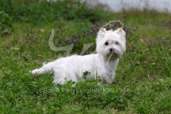 Terrier - West Highland White