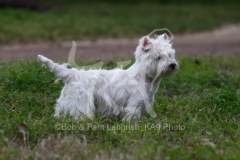 Terrier - West Highland White