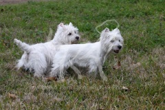 Terrier - West Highland White