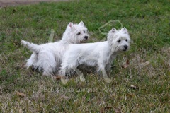 Terrier - West Highland White