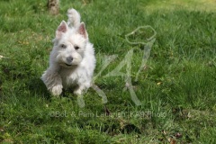 Terrier - West Highland White