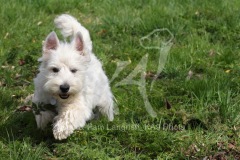 Terrier - West Highland White