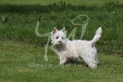 Terrier - West Highland White