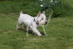 Terrier - West Highland White