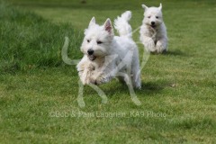 Terrier - West Highland White