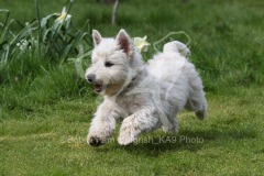 Terrier - West Highland White