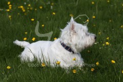 Terrier - West Highland White