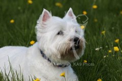 Terrier - West Highland White