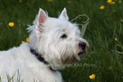 Terrier - West Highland White