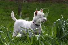 Terrier - West Highland White