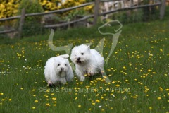 Terrier - West Highland White