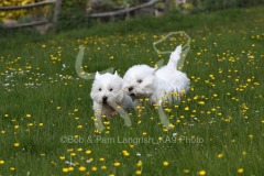 Terrier - West Highland White