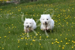 Terrier - West Highland White