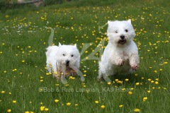 Terrier - West Highland White