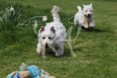 Terrier - West Highland White