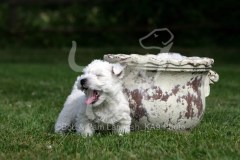 Terrier - West Highland White