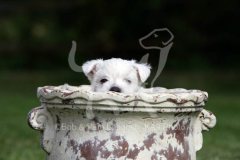 Terrier - West Highland White