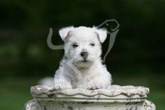 Terrier - West Highland White