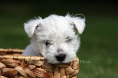 Terrier - West Highland White