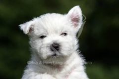 Terrier - West Highland White