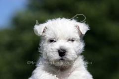 Terrier - West Highland White