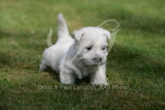 Terrier - West Highland White