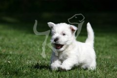 Terrier - West Highland White