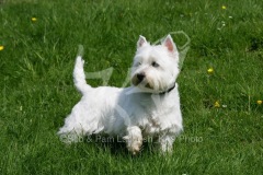 Terrier - West Highland White