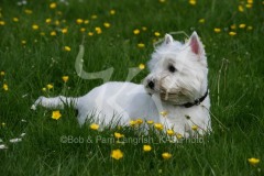 Terrier - West Highland White