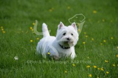 Terrier - West Highland White