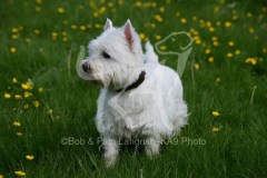 Terrier - West Highland White