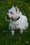 Terrier - West Highland White