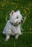 Terrier - West Highland White