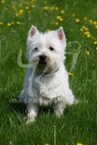 Terrier - West Highland White